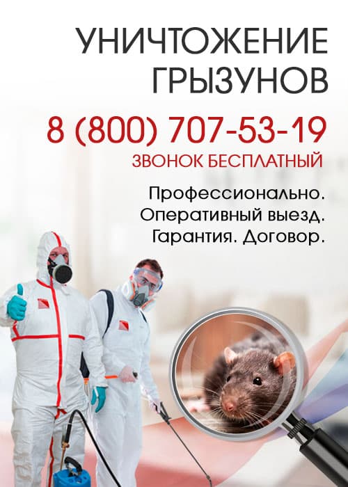 Уничтожение крыс в Домодедово