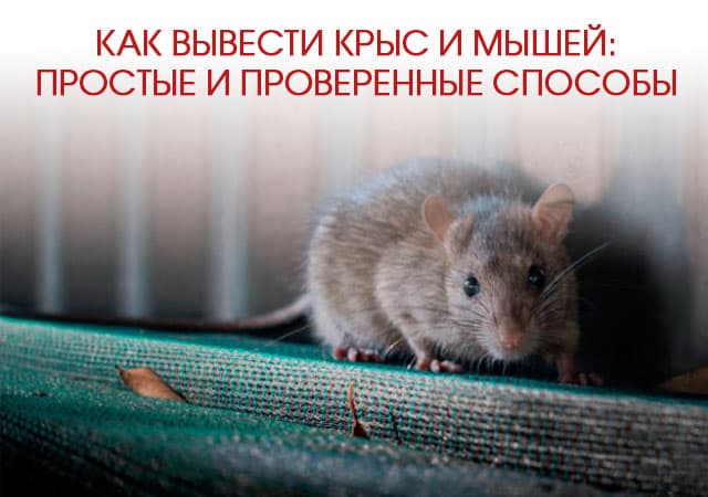 Как вывести крыс и мышей в Домодедово: простые и проверенные способы