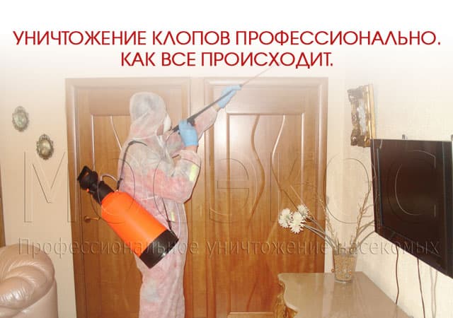 Уничтожение клопов профессионально в Домодедово