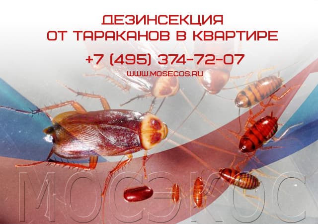 Дезинсекция от тараканов в квартире в Домодедово