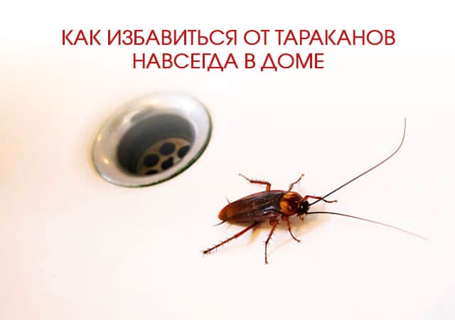 Как избавиться от тараканов в доме в Домодедово