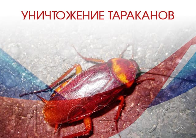 Уничтожение тараканов в Домодедово
