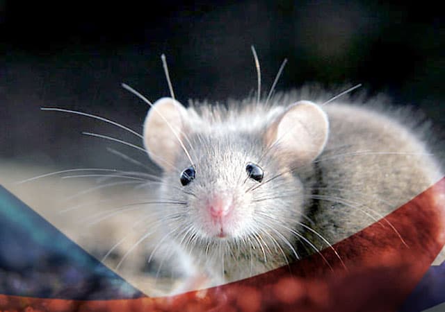 Уничтожение мышей в Домодедово