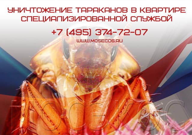 Уничтожение тараканов специализированной службой в Домодедово